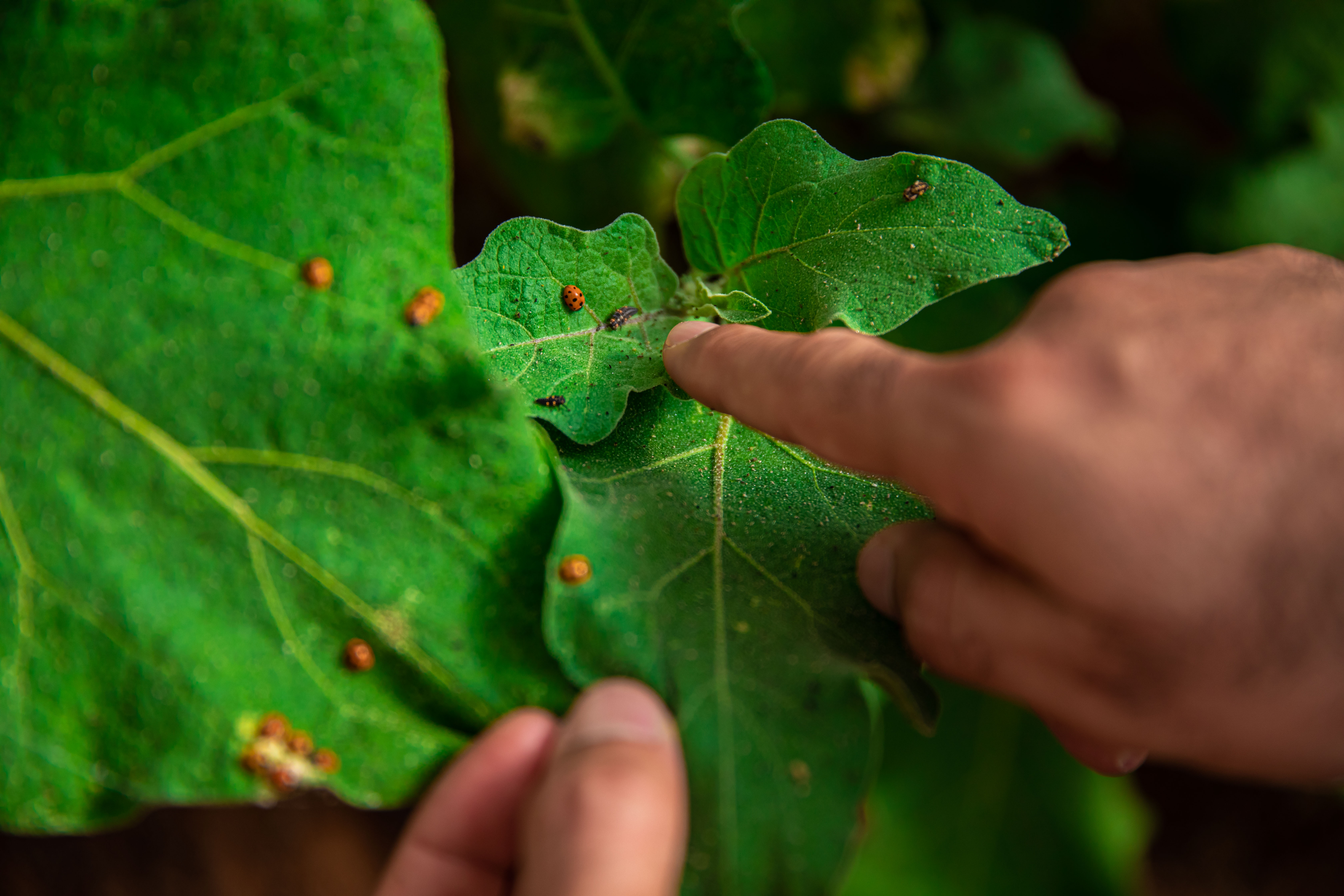 plant-4.jpg